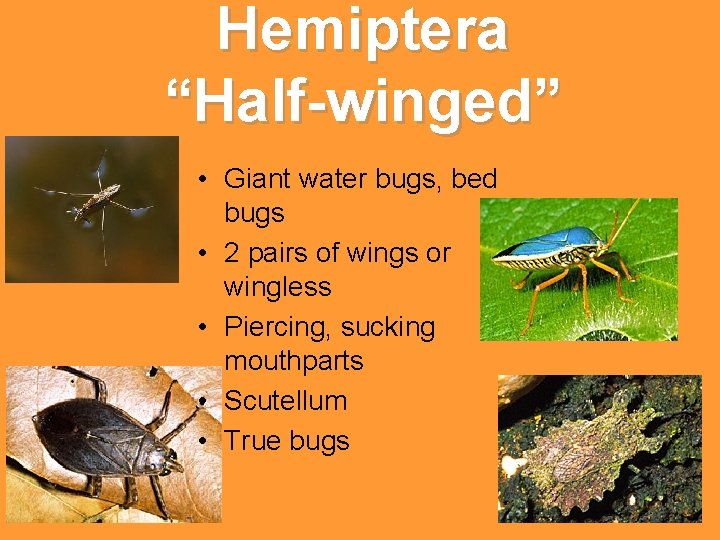 Hemiptera “Half-winged” • Giant water bugs, bed bugs • 2 pairs of wings or Hemiptera “Half-winged” • Giant water bugs, bed bugs • 2 pairs of wings or