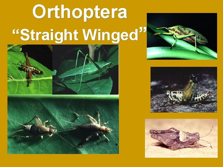Orthoptera “Straight Winged” Orthoptera “Straight Winged”