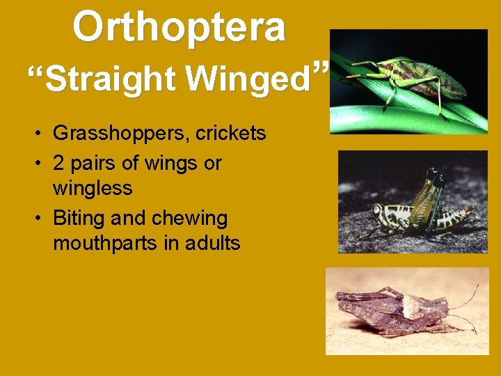 Orthoptera “Straight Winged” • Grasshoppers, crickets • 2 pairs of wings or wingless • Orthoptera “Straight Winged” • Grasshoppers, crickets • 2 pairs of wings or wingless •