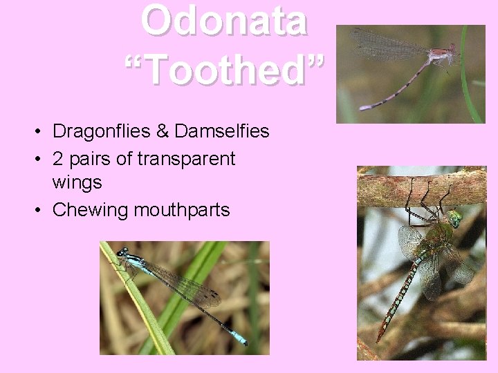 Odonata “Toothed” • Dragonflies & Damselfies • 2 pairs of transparent wings • Chewing Odonata “Toothed” • Dragonflies & Damselfies • 2 pairs of transparent wings • Chewing
