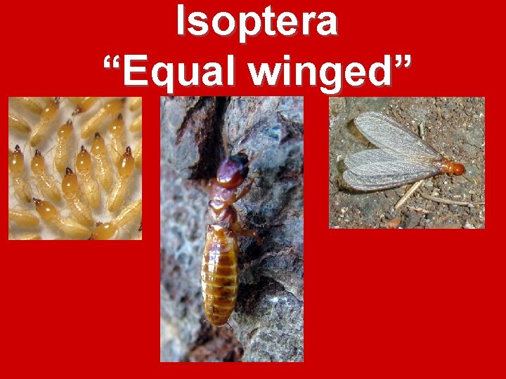 Isoptera “Equal winged” Isoptera “Equal winged”