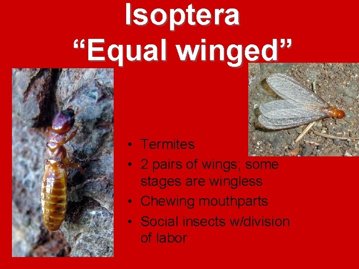 Isoptera “Equal winged” • Termites • 2 pairs of wings; some stages are wingless Isoptera “Equal winged” • Termites • 2 pairs of wings; some stages are wingless