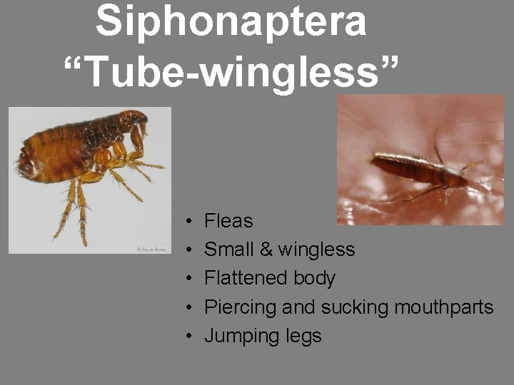 Siphonaptera “Tube-wingless” • • • Fleas Small & wingless Flattened body Piercing and sucking Siphonaptera “Tube-wingless” • • • Fleas Small & wingless Flattened body Piercing and sucking