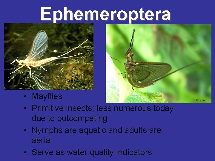 Ephemeroptera • Mayflies • Primitive insects; less numerous today due to outcompeting • Nymphs Ephemeroptera • Mayflies • Primitive insects; less numerous today due to outcompeting • Nymphs