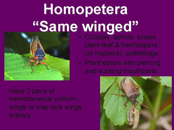 Homopetera “Same winged” • Cicadas, aphids, scales, plant-leaf & treehoppers (or hoppers), spittlebugs • Homopetera “Same winged” • Cicadas, aphids, scales, plant-leaf & treehoppers (or hoppers), spittlebugs •