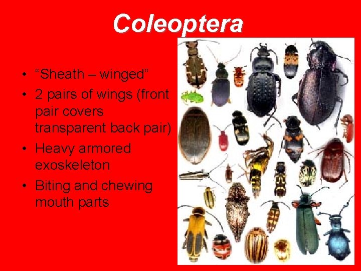 Major Orders of Insects Coleoptera Sheath winged 2