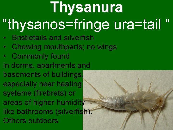 Thysanura “thysanos=fringe ura=tail “ • Bristletails and silverfish • Chewing mouthparts; no wings • Thysanura “thysanos=fringe ura=tail “ • Bristletails and silverfish • Chewing mouthparts; no wings •