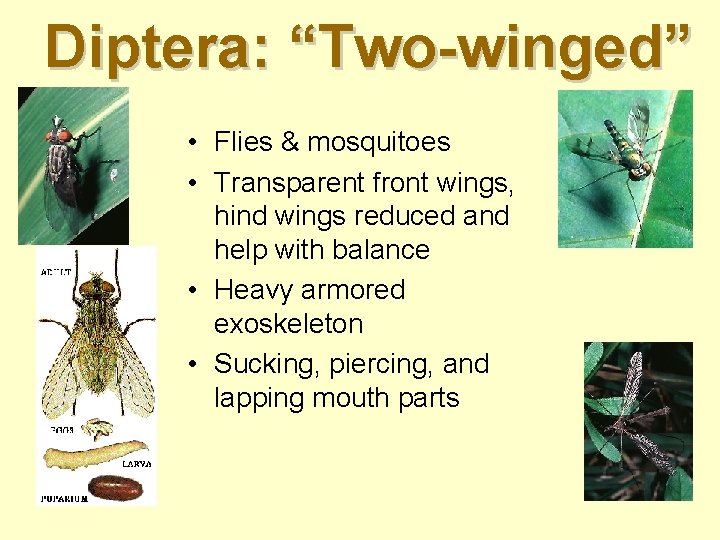 Diptera: “Two-winged” • Flies & mosquitoes • Transparent front wings, hind wings reduced and Diptera: “Two-winged” • Flies & mosquitoes • Transparent front wings, hind wings reduced and