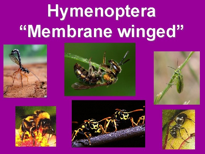 Hymenoptera “Membrane winged” Hymenoptera “Membrane winged”