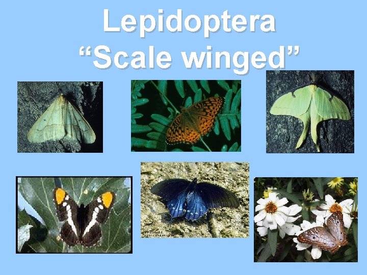 Lepidoptera “Scale winged” Lepidoptera “Scale winged”