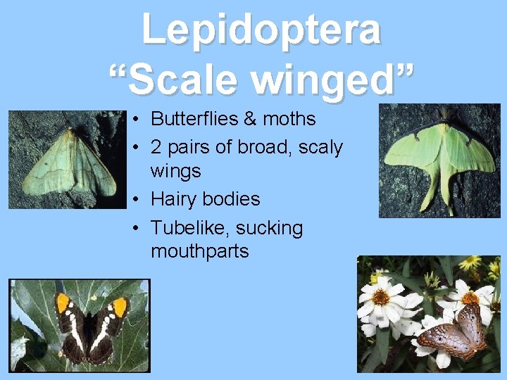 Lepidoptera “Scale winged” • Butterflies & moths • 2 pairs of broad, scaly wings Lepidoptera “Scale winged” • Butterflies & moths • 2 pairs of broad, scaly wings