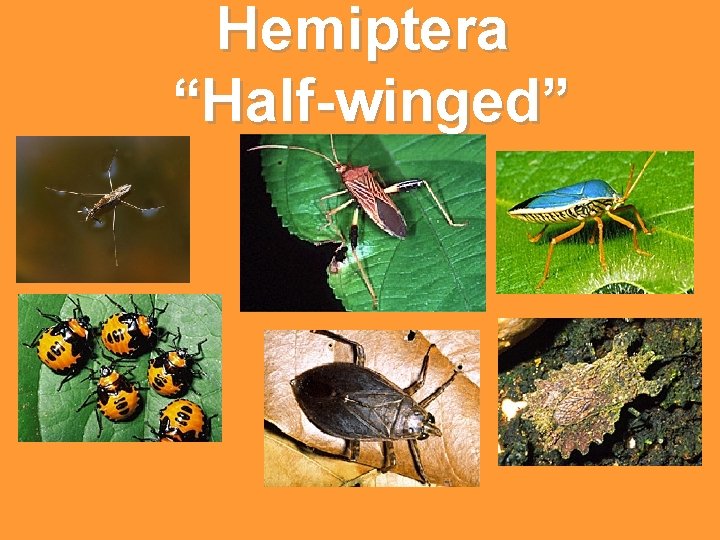 Hemiptera “Half-winged” Hemiptera “Half-winged”