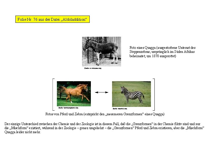 Folie Nr. 76 aus der Datei „Aldoladdition“ Foto eines Quagga (ausgestorbene Unterart des Steppenzebras;