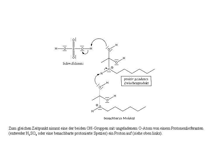 Zum gleichen Zeitpunkt nimmt eine der beiden OH-Gruppen mit ungeladenem O-Atom von einem Protonenlieferanten