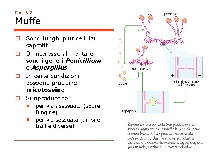 Pag. 8/2 Muffe o Sono funghi pluricellulari saprofiti o Di interesse alimentare sono i