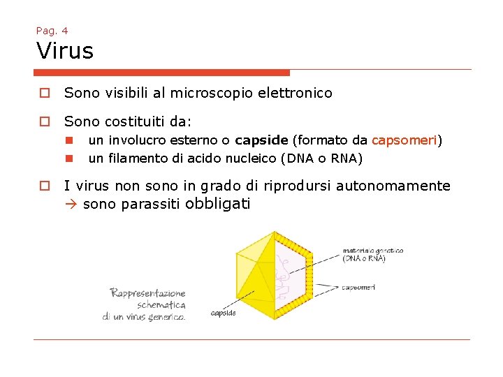 Pag. 4 Virus o Sono visibili al microscopio elettronico o Sono costituiti da: n