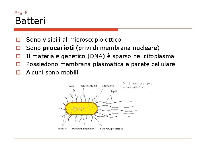 Pag. 5 Batteri o o o Sono visibili al microscopio ottico Sono procarioti (privi