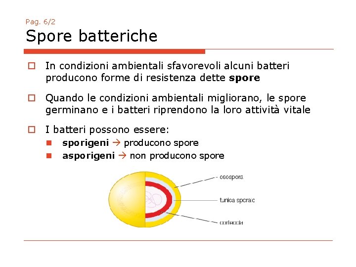 Pag. 6/2 Spore batteriche o In condizioni ambientali sfavorevoli alcuni batteri producono forme di