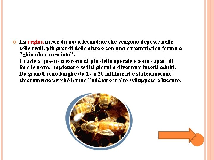 La regina nasce da uova fecondate che vengono deposte nelle celle reali, più La regina nasce da uova fecondate che vengono deposte nelle celle reali, più