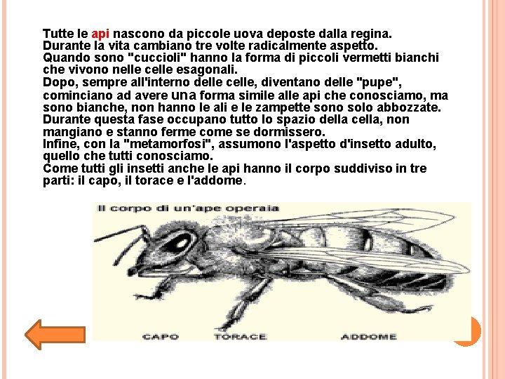 Tutte le api nascono da piccole uova deposte dalla regina. Durante la vita cambiano Tutte le api nascono da piccole uova deposte dalla regina. Durante la vita cambiano