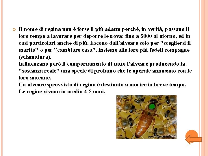 Il nome di regina non è forse il più adatto perché, in verità, Il nome di regina non è forse il più adatto perché, in verità,