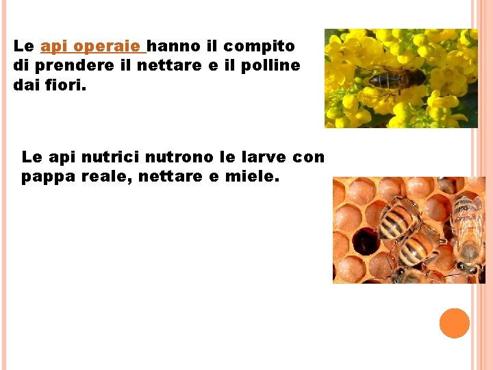Le api operaie hanno il compito di prendere il nettare e il polline dai Le api operaie hanno il compito di prendere il nettare e il polline dai