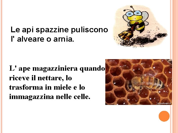 Le api spazzine puliscono l' alveare o arnia. L' ape magazziniera quando riceve il Le api spazzine puliscono l' alveare o arnia. L' ape magazziniera quando riceve il