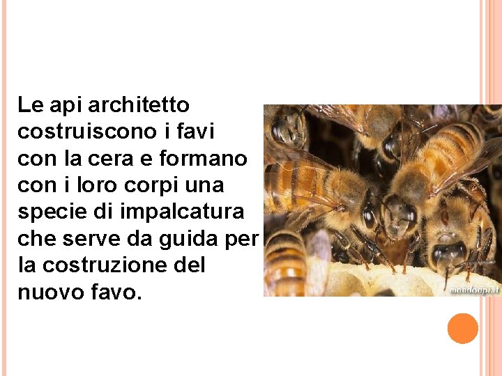 Le api architetto costruiscono i favi con la cera e formano con i loro Le api architetto costruiscono i favi con la cera e formano con i loro