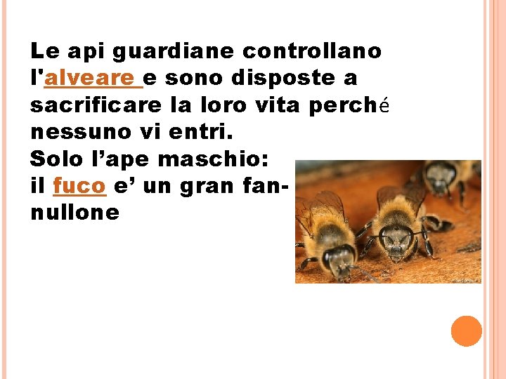 Le api guardiane controllano l'alveare e sono disposte a sacrificare la loro vita perché Le api guardiane controllano l'alveare e sono disposte a sacrificare la loro vita perché