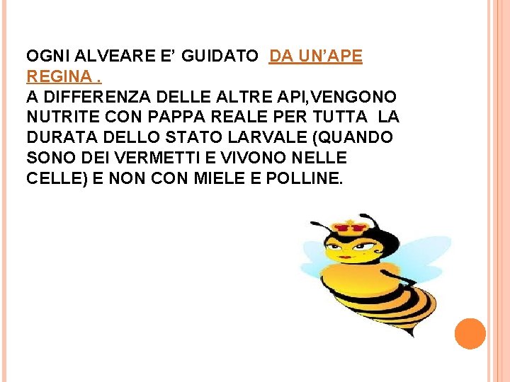 OGNI ALVEARE E’ GUIDATO DA UN’APE REGINA. A DIFFERENZA DELLE ALTRE API, VENGONO NUTRITE OGNI ALVEARE E’ GUIDATO DA UN’APE REGINA. A DIFFERENZA DELLE ALTRE API, VENGONO NUTRITE