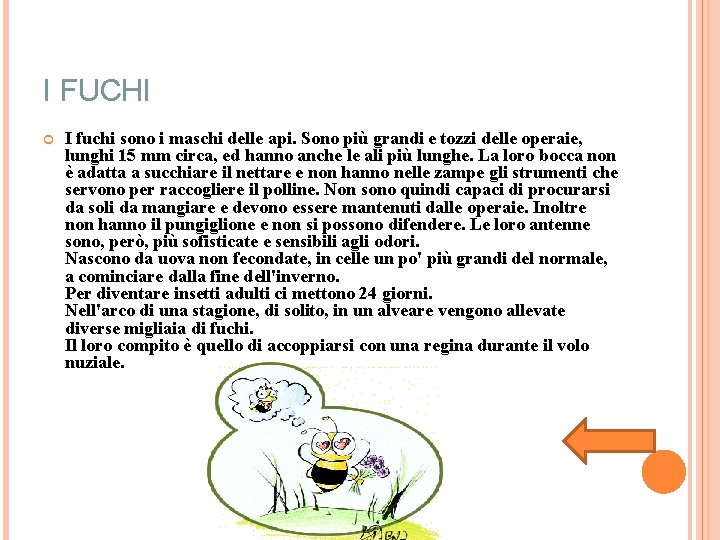 I FUCHI I fuchi sono i maschi delle api. Sono più grandi e tozzi I FUCHI I fuchi sono i maschi delle api. Sono più grandi e tozzi