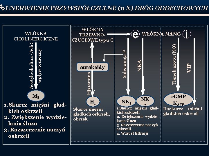  UNERWIENIE PRZYWSPÓŁCZULNE (n X) DRÓG ODDECHOWYCH M 3 1. Skurcz mięśni gładkich oskrzeli