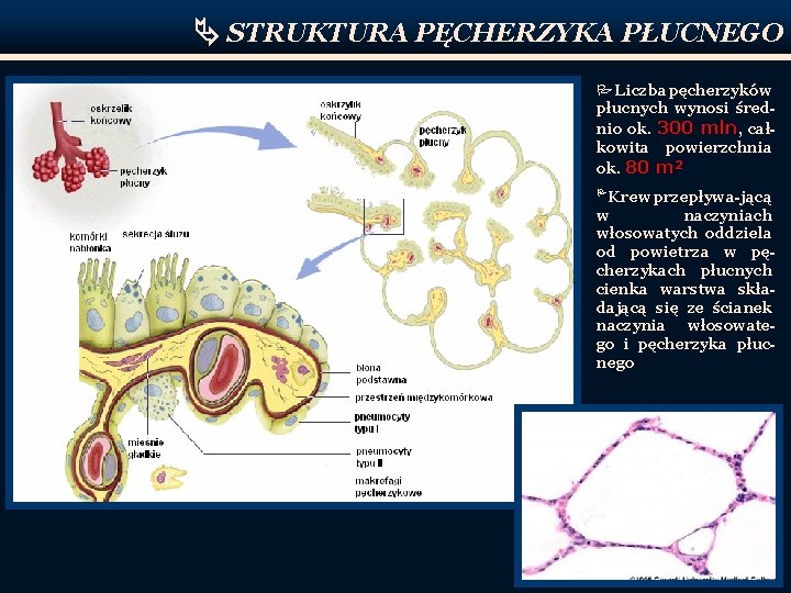  STRUKTURA PĘCHERZYKA PŁUCNEGO P Liczba pęcherzyków płucnych wynosi średnio ok. 300 mln, całkowita