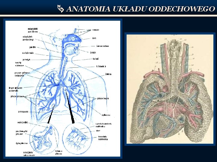  ANATOMIA UKŁADU ODDECHOWEGO 