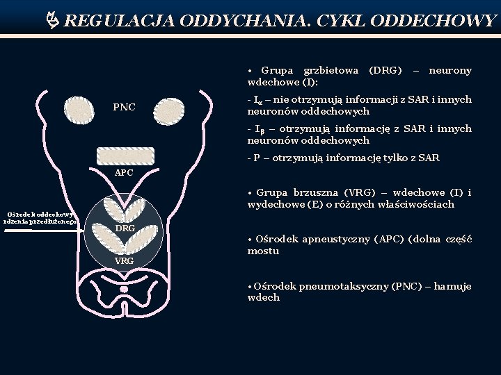  REGULACJA ODDYCHANIA. CYKL ODDECHOWY • Grupa grzbietowa wdechowe (I): PNC (DRG) – neurony