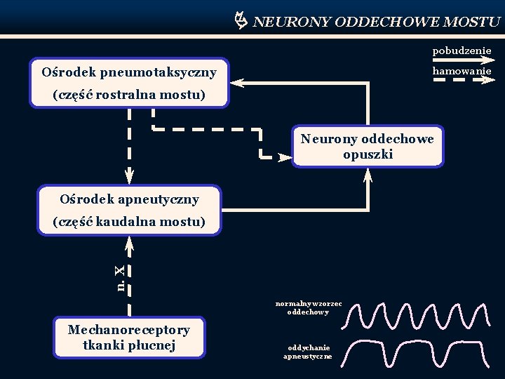  NEURONY ODDECHOWE MOSTU pobudzenie Ośrodek pneumotaksyczny hamowanie (część rostralna mostu) Neurony oddechowe opuszki