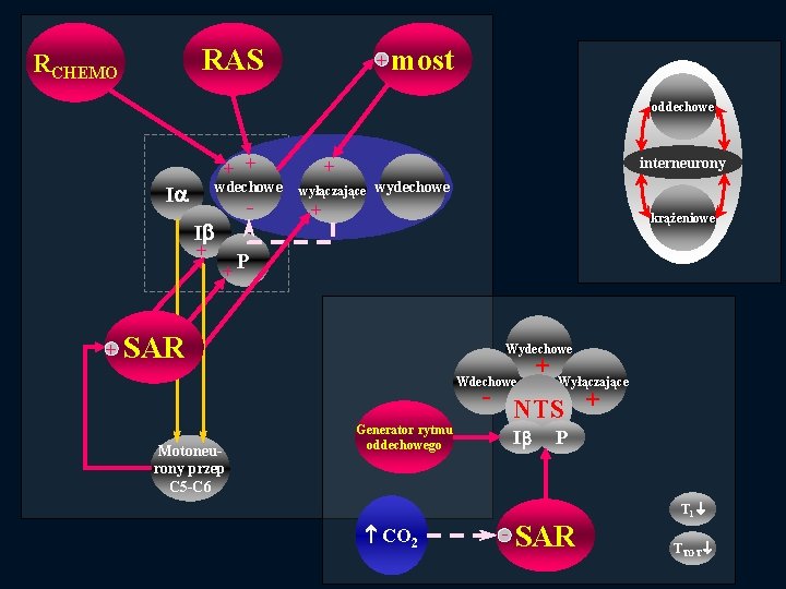 RAS RCHEMO + most oddechowe ++ wdechowe I - interneurony + wyłączające wydechowe +