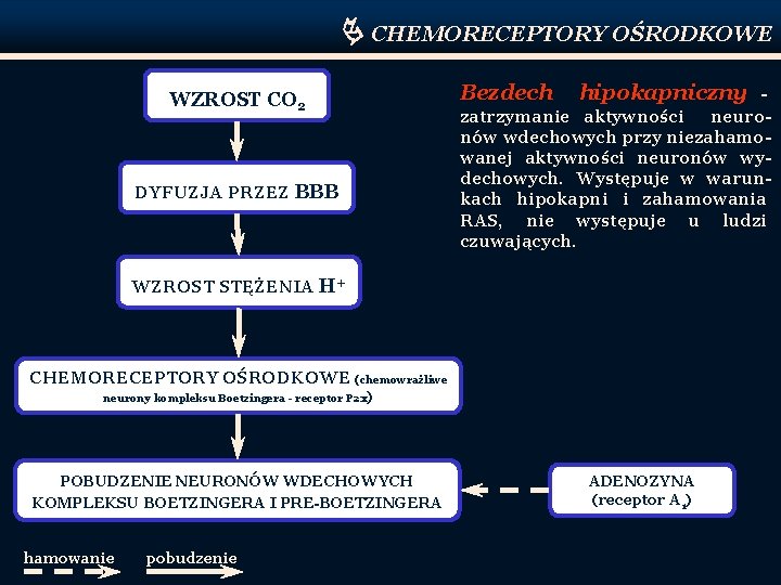  CHEMORECEPTORY OŚRODKOWE WZROST CO 2 DYFUZJA PRZEZ BBB Bezdech hipokapniczny zatrzymanie aktywności neuronów