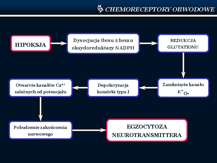  CHEMORECEPTORY OBWODOWE HIPOKSJA Dysocjacja tlenu z hemu REDUKCJA oksydoreduktazy NADPH GLUTATIONU Otwarcie kanałów