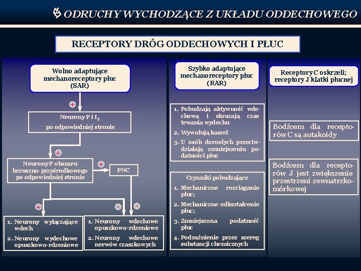  ODRUCHY WYCHODZĄCE Z UKŁADU ODDECHOWEGO RECEPTORY DRÓG ODDECHOWYCH I PŁUC Szybko adaptujące mechanoreceptory