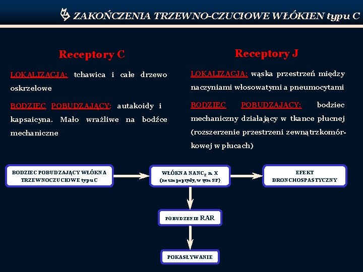  ZAKOŃCZENIA TRZEWNO-CZUCIOWE WŁÓKIEN typu C Receptory J Receptory C LOKALIZACJA: tchawica i całe