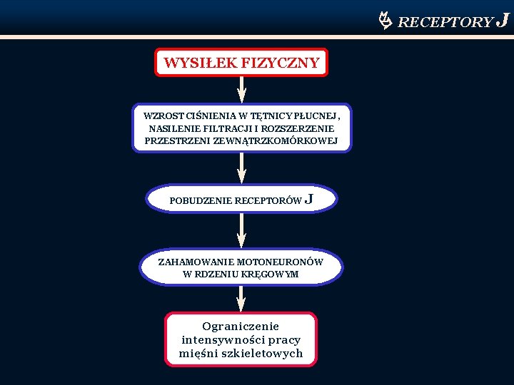  RECEPTORY J WYSIŁEK FIZYCZNY WZROST CIŚNIENIA W TĘTNICY PŁUCNEJ, NASILENIE FILTRACJI I ROZSZERZENIE