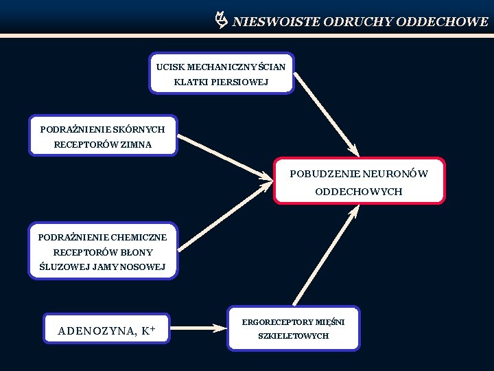  NIESWOISTE ODRUCHY ODDECHOWE UCISK MECHANICZNY ŚCIAN KLATKI PIERSIOWEJ PODRAŻNIENIE SKÓRNYCH RECEPTORÓW ZIMNA POBUDZENIE