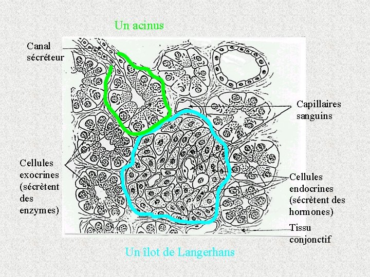 Un acinus Canal sécréteur Capillaires sanguins Cellules exocrines (sécrètent des enzymes) Cellules endocrines (sécrètent