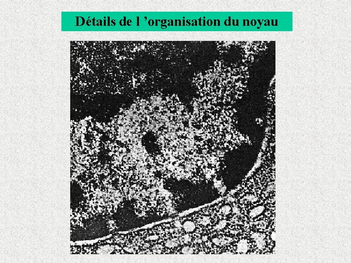 Détails de l ’organisation du noyau 