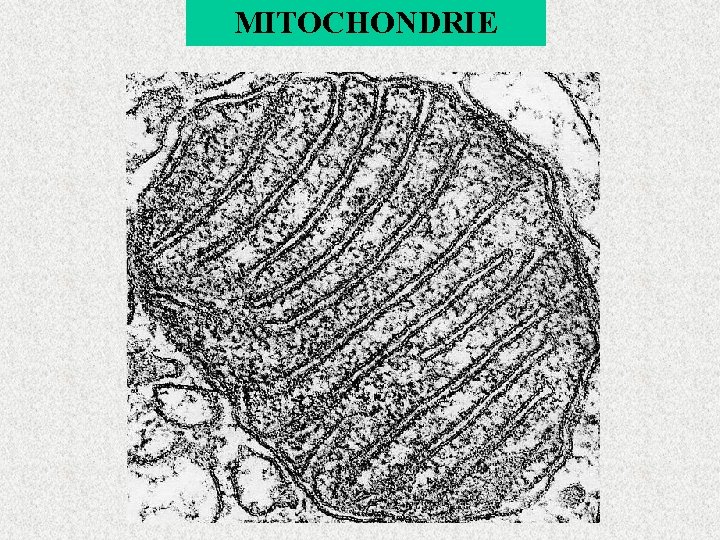 MITOCHONDRIE 