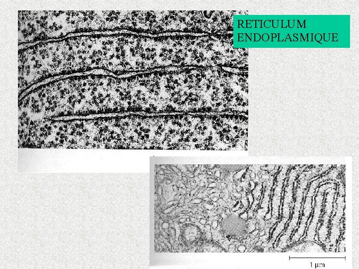 RETICULUM ENDOPLASMIQUE 