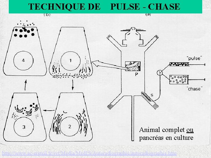 TECHNIQUE DE PULSE - CHASE Animal complet ou pancréas en culture http: //www. ac-creteil.