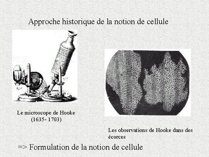 Approche historique de la notion de cellule Le microscope de Hooke (1635 - 1703)