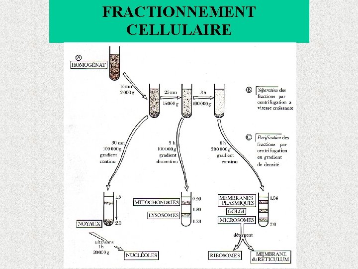 FRACTIONNEMENT CELLULAIRE 